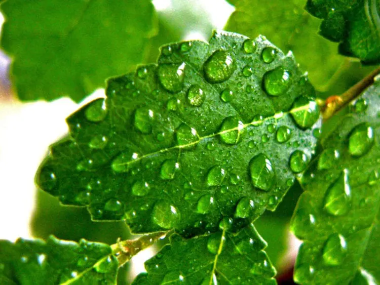 Green leaf with water droplets